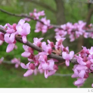 Soil Conservation Tree Sale