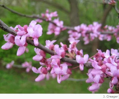 Soil Conservation Tree Sale