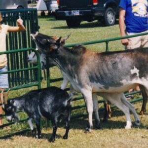 Whispering Pines Mobile Zoo